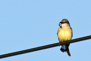 Tropical Kingbird